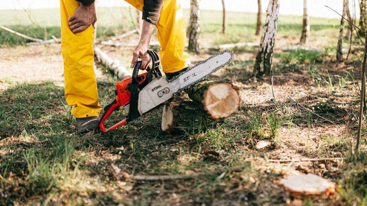 The Steps Involved in Our Tree Care Process in Independence, MN